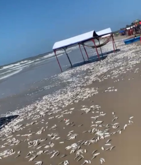 VÍDEO: Milhares de sardinhas aparecem mortas na faixa de areia da praia do Aracagi, na Grande São Luís