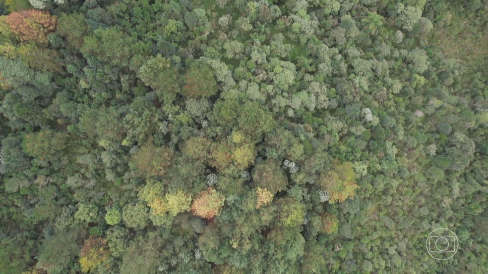 No Paraná, reflorestamento da Mata Atlântica ganha reforço humano e tecnológico — Foto: Jornal Nacional