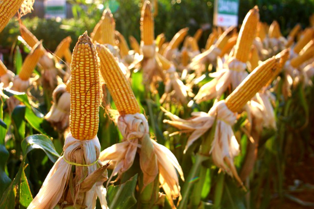 Mato Grosso do Sul é o quarto maior produtor brasileiro de milho — Foto: Aprosoja-MS/Divulgação
