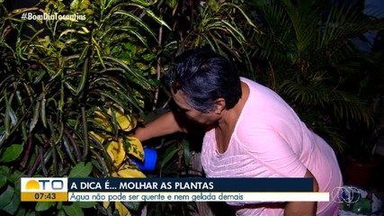 A dica é: saiba os cuidados ao molhar as plantas