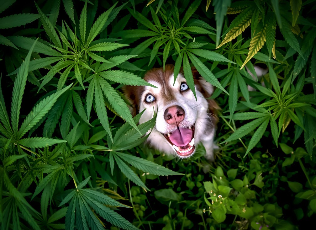 'Então esta é a fonte da felicidade', finalista do Comedy Pet Photo Awards — Foto: Corinna Mooser/Comedy Pets