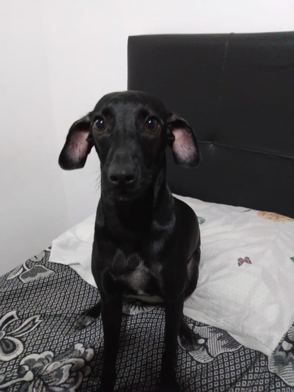 Cachorrinha 'Malu' antes de ser atacada por um pitbull, em Jacareí (SP) — Foto: Fotos cedidas/Arquivo pessoal