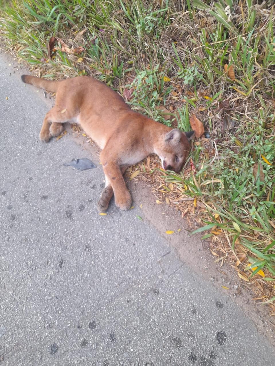 Onça-parda morre por atropelamento em rodovia de Mairiporã, na Grande SP