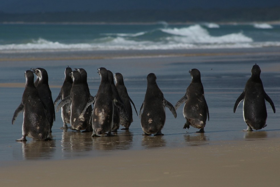 Pinguins-de-Magalhães em Florianópolis (SC) em 2021, após reabilitação — Foto: Nilson Coelho/ R3 Animal