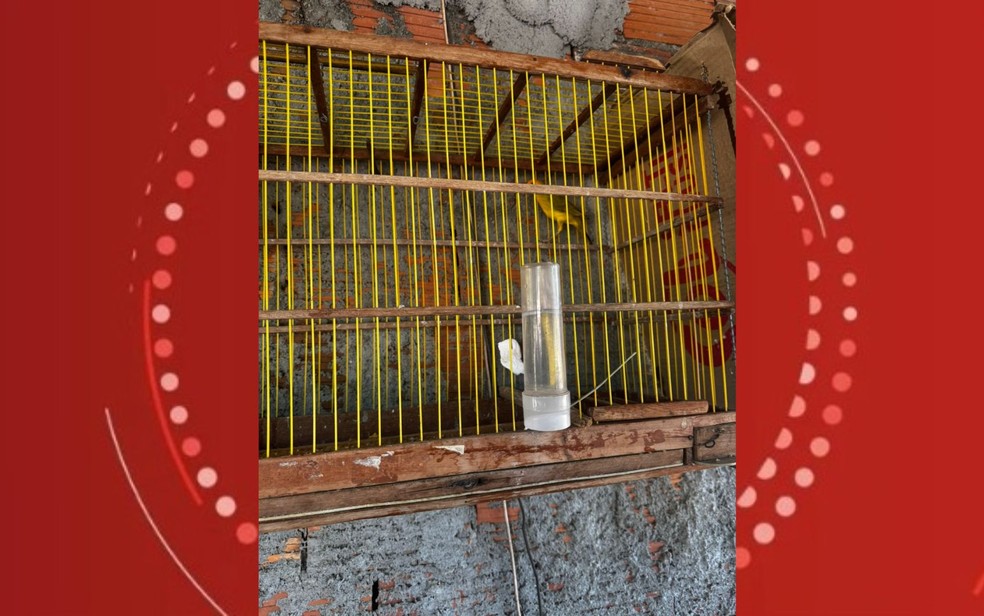 Aves silvestres estavam em gaiolas sem permissão do órgão responsável. — Foto: Divulgação/NEAM