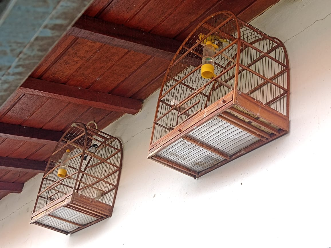 Homem é multado em R$ 5,5 mil por manter aves silvestres em cativeiro em Capivari