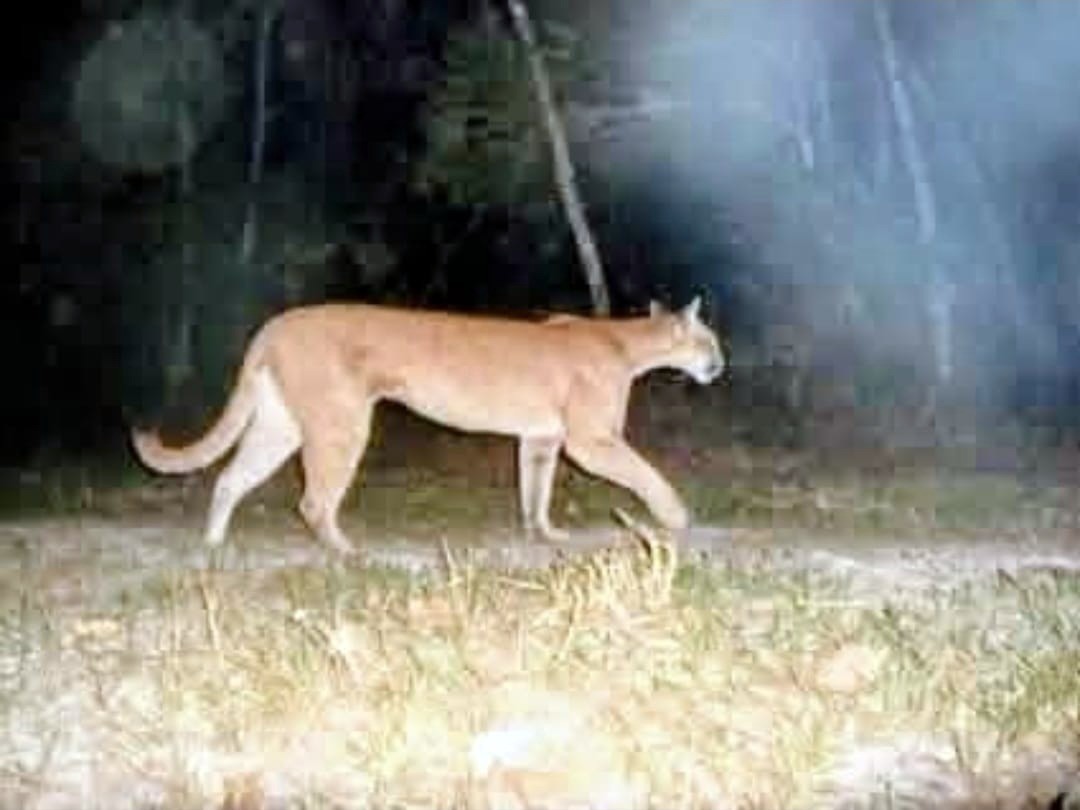 Onça-parda é vista no Parque Natural de Volta Redonda