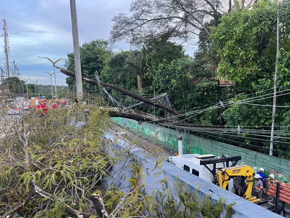 Árvorte caiu sobre alça de viaduto em Manaus — Foto: Nainy Castelo Branco, da Rede Amazônica