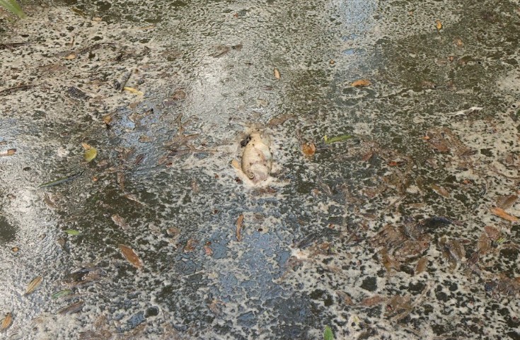 Vazamento de açúcar mata peixes e contamina cursos d’água em Morretes, no litoral do PR