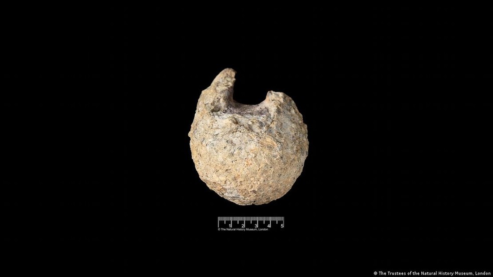 Ge&oacute;logo registrou uma "v&eacute;rtebra de grande r&eacute;ptil" e estimou que ela tinha cerca de 10 cent&iacute;metros de largura &mdash; Foto: The Trustees of the Natural History Museum, London