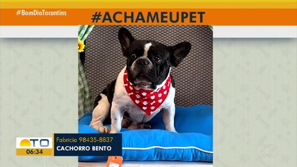 Acha Meu Pet: tutora pede ajuda para encontrar cachorro desaparecido na 806 Sul