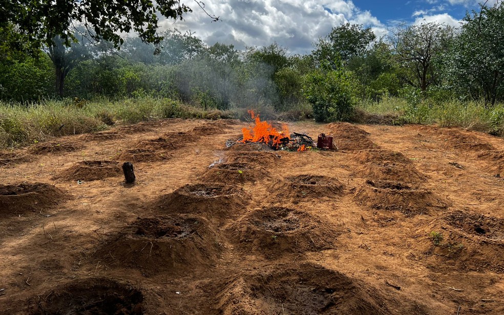 Plantação com cerca de 320 pés de maconha é destruída pela polícia no norte da Bahia — Foto: Divulgação/SSP-BA
