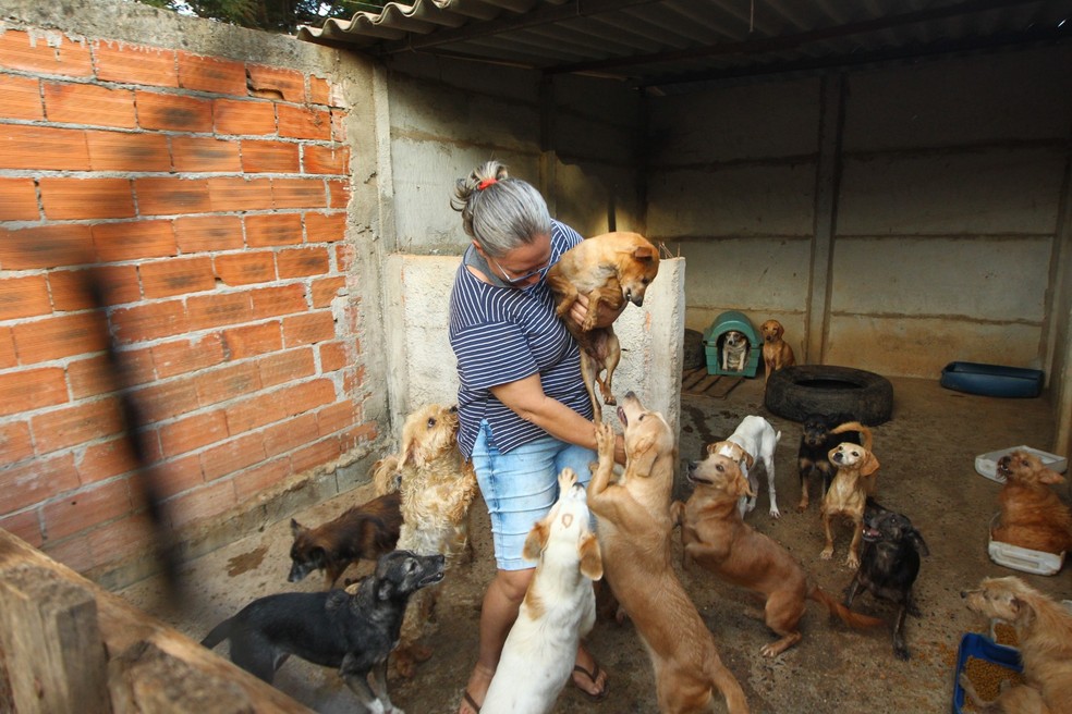 Mônica Raquel Aquino é a dona do  abrigo Lar dos Animais, que sobre ameaça de despejo — Foto: Fábio Lima/O Popular