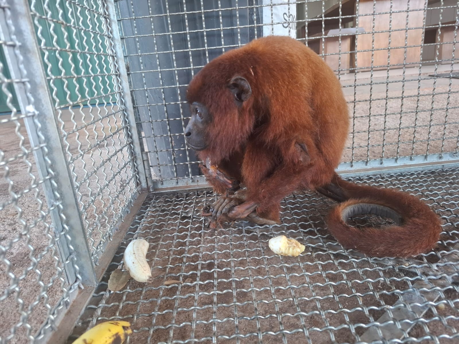 Mãe e filhote de macaco bugio são resgatados com sinais de descarga elétrica em RO