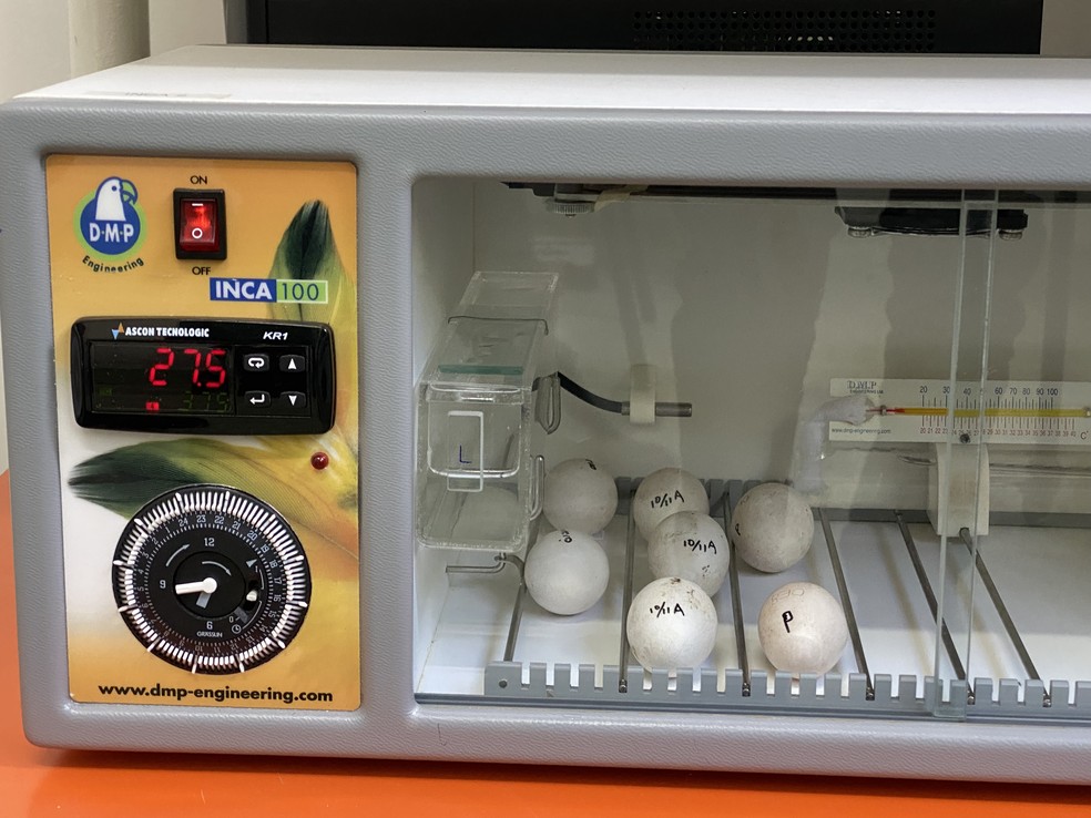 Ovos foram mantidos em incubadora — Foto: Parque das Aves