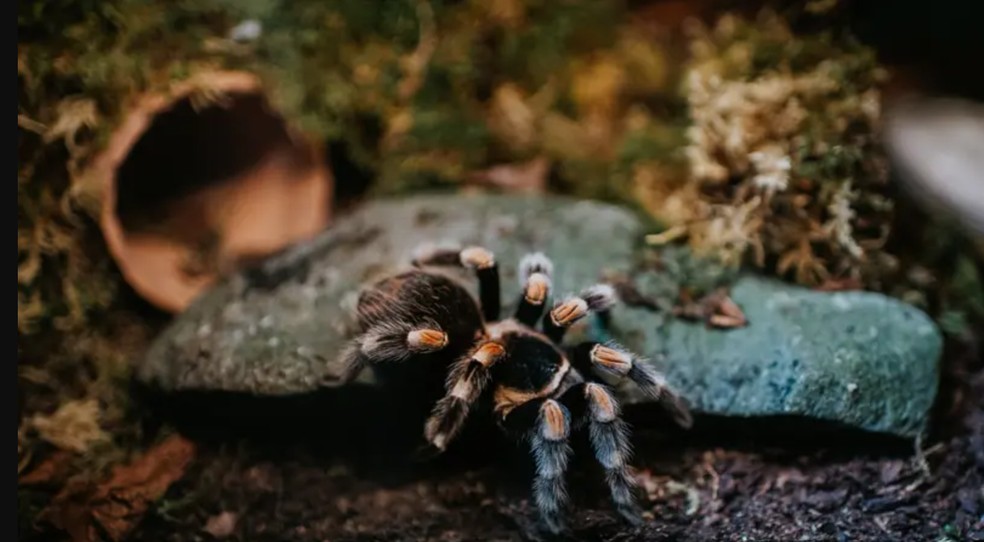 Close-up de uma tarântula em um aquário — Foto: Getty Images