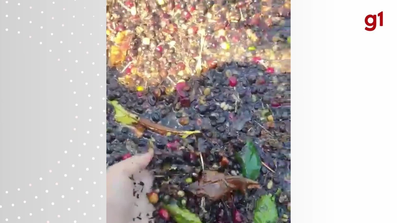Café extraforte com galhos e folhas? Vídeo de rondoniense viraliza e gera discussões sobre seleção de grãos 