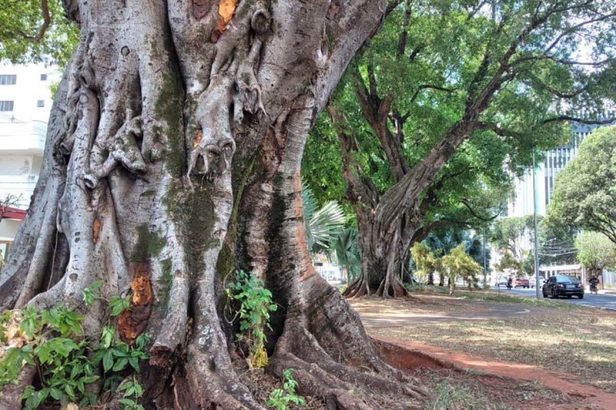 Clones de figueira centenária são plantadas em Campo Grande