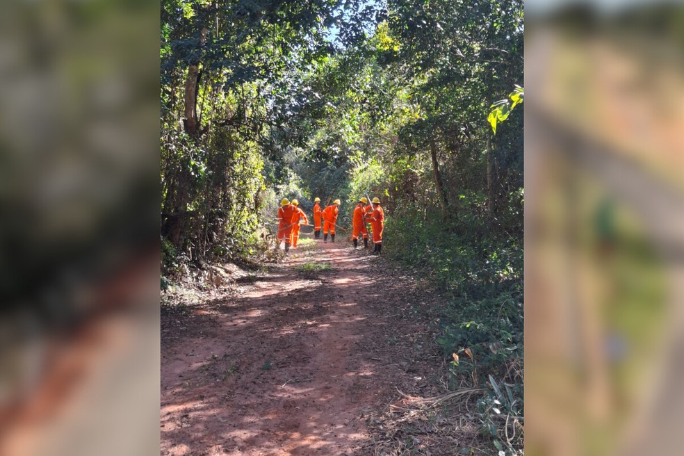 Gestor credita sucesso à integração e ao trabalho intenso das equipes que atuam na proteção da fauna e da flora — Foto: Fundação Florestal