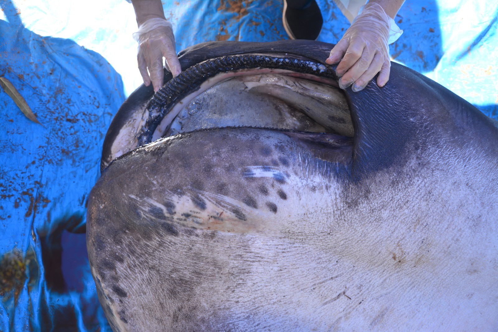 O Boca Grande (Megachasma pelagios) se alimenta de pequenos animais, como camarões e habita águas profundas, sendo rara a proximidade com a costa — Foto: UFAL