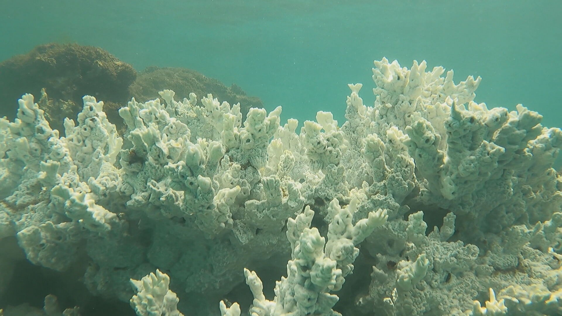 Branqueamento de corais: Pernambuco vai perder cerca de um terço das espécies em 2024, dizem pesquisadores