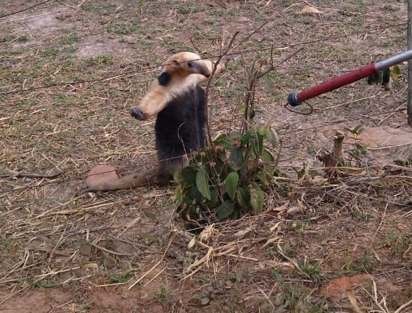 Tamanduá-mirim é capturado na lateral de residência e devolvido à natureza, em Sandovalina