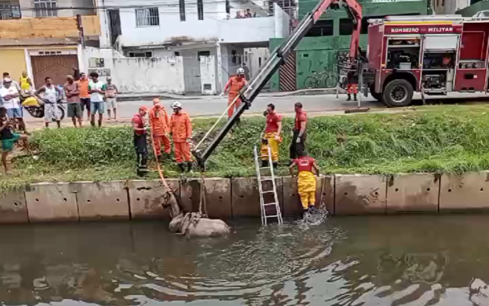 Cavalo cai em canal, fica atolado e é resgatado com ajuda de guindaste em Salvador; VÍDEO