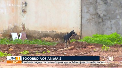 Abandono de animais atropelados vira alvo de denúncia de moradores