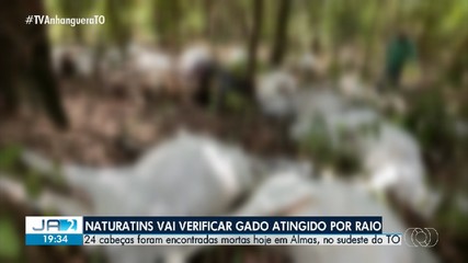 Técnicos do Naturatins verificam gado atingido por raio