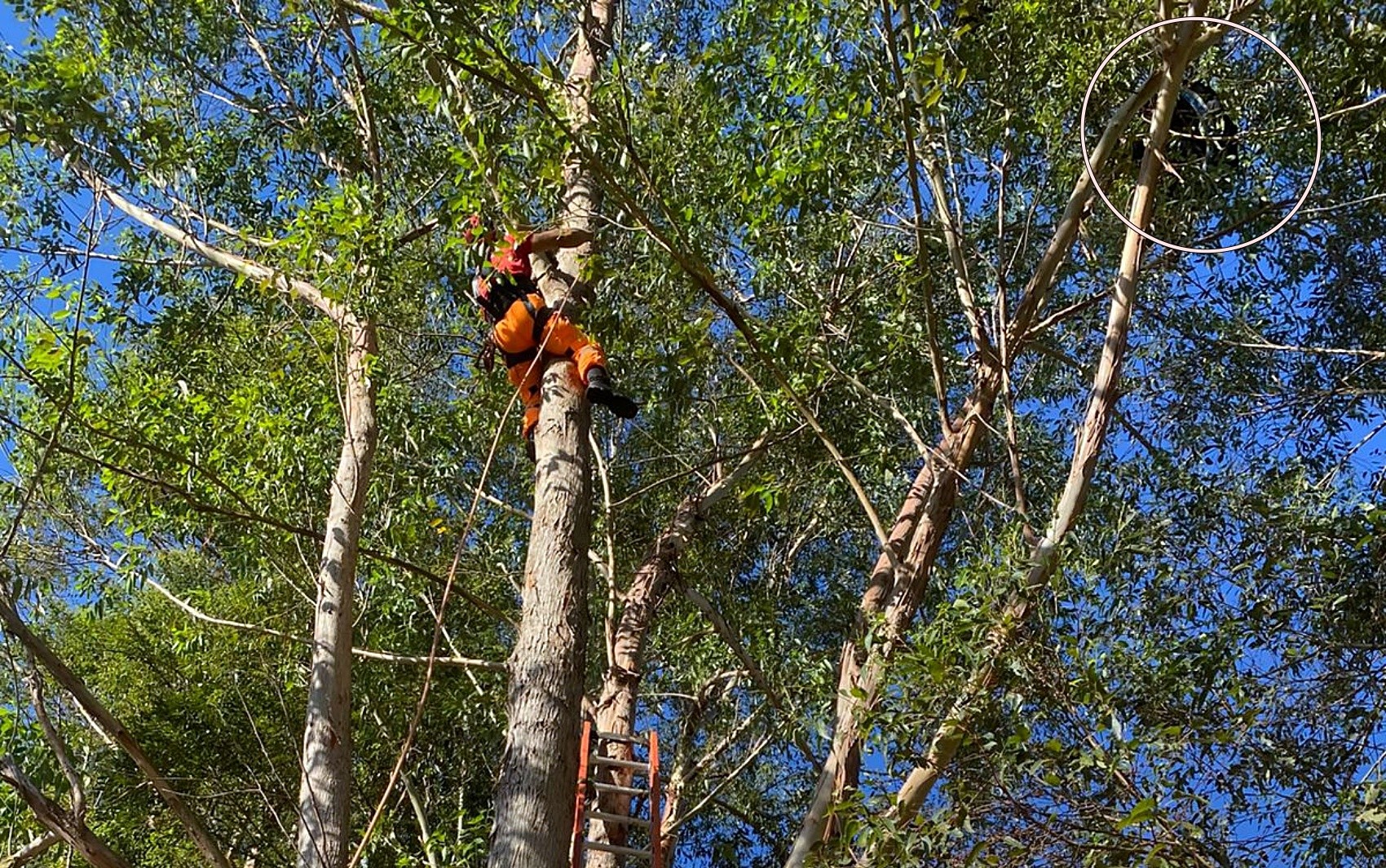 Desastre Aéreo em MG: Homem Fica Preso em Árvore Após Salto de Paraglider - Veja o Resgate!