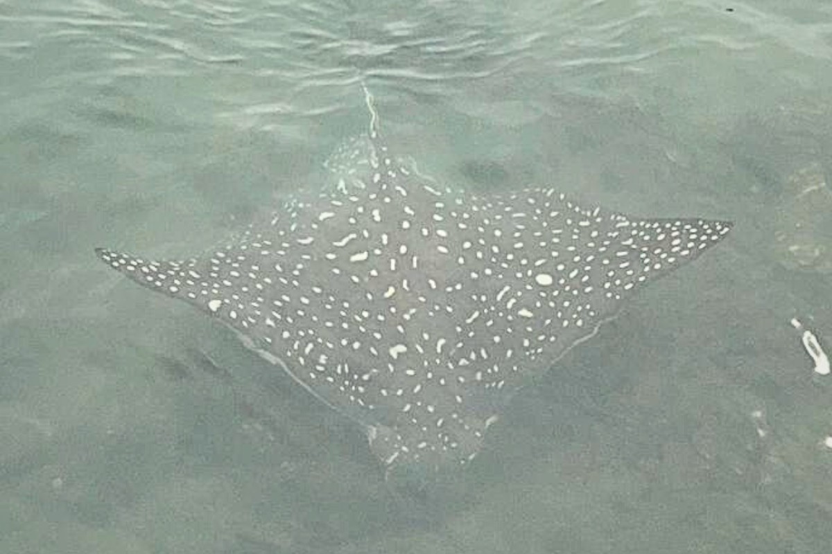 Raia-chita surpreende guardas portuários em Santos; espécie pode pesar 200 kg 