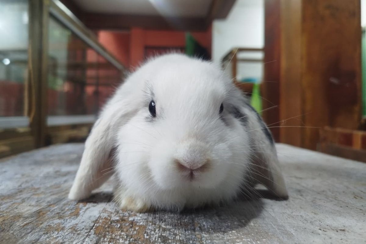Com alta procura na Páscoa, criadores de coelhos alertam para cuidados: 'o animal não é um presente, é uma vida'