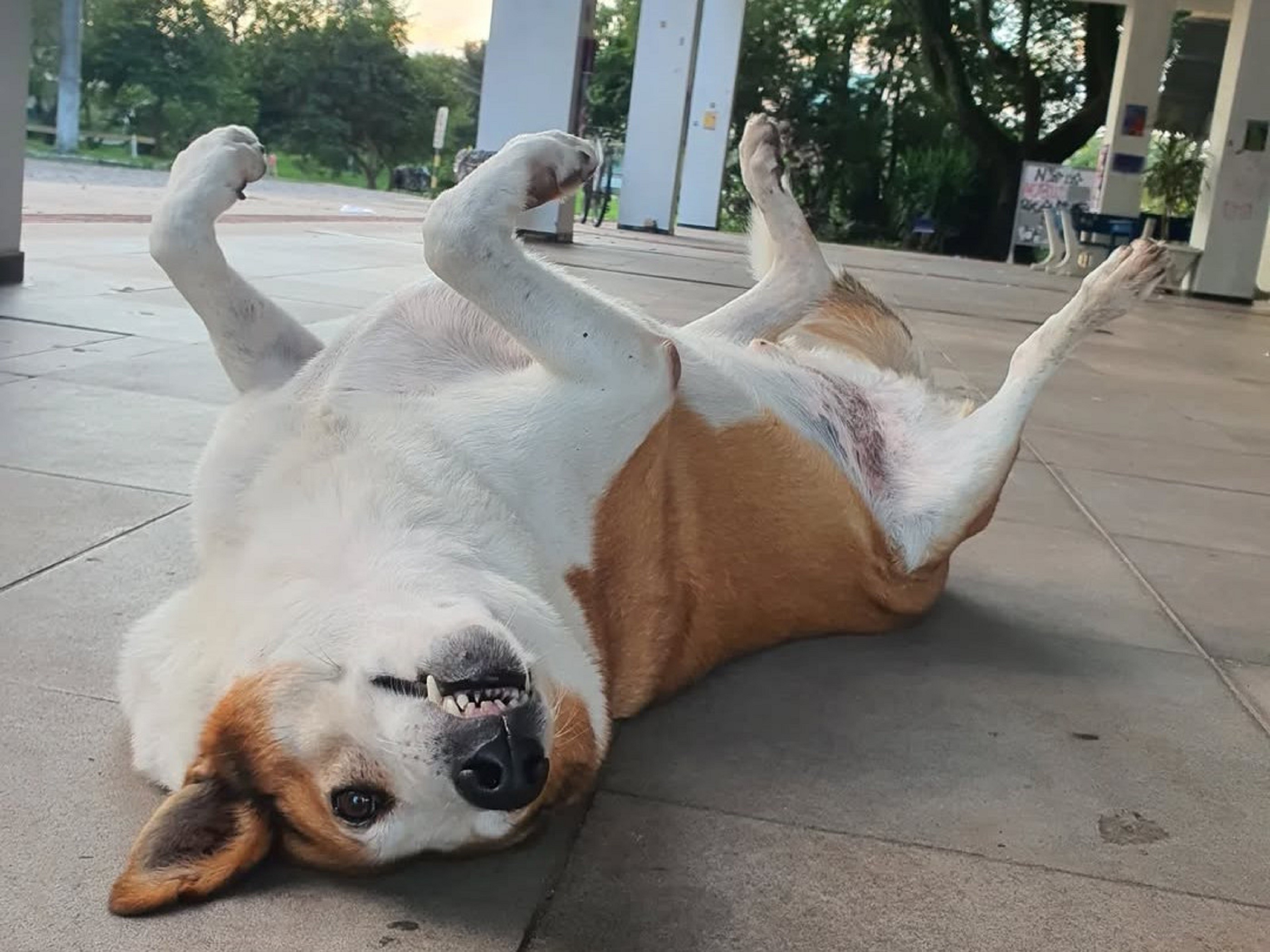 Brincalhão, dorminhoco e dono do próprio espaço: conheça Silveira, o cão famoso que conquistou o campus da UFSM
