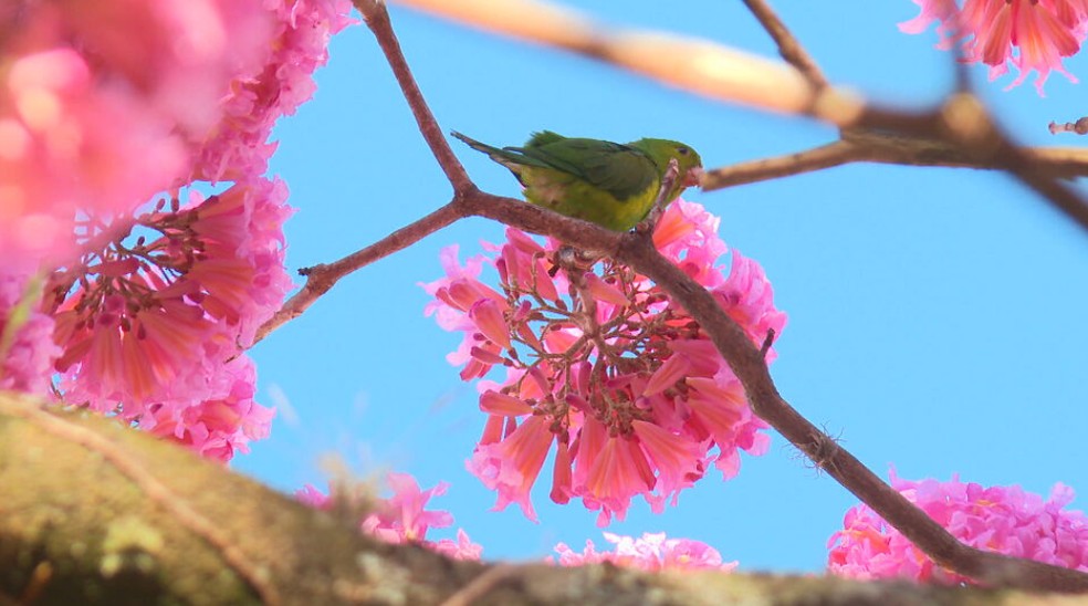 Ipês florescem no inverno quando o período é mais seco. — Foto: Reprodução/TV Globo