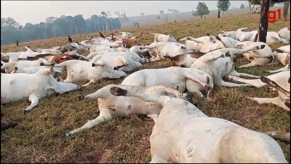 Raio mata bois em Parecis, Rondônia — Foto: Reprodução