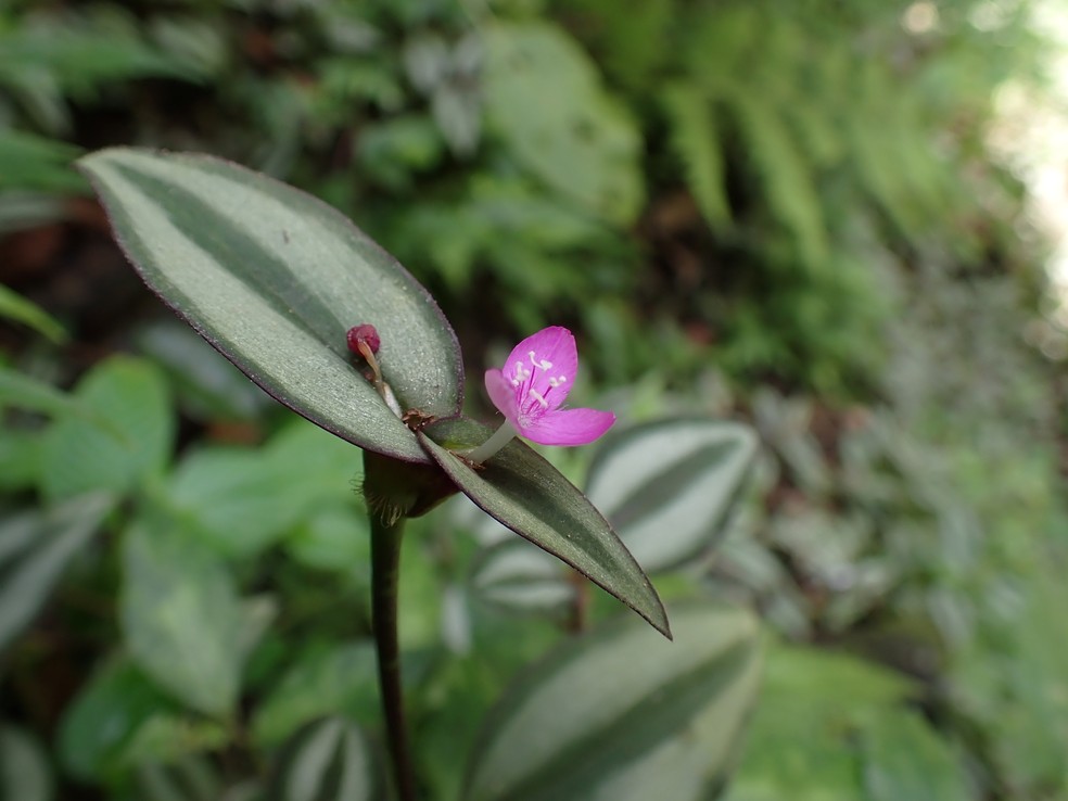Flor da espécie mexicana Tradescantia zebrina — Foto: voleman / iNaturalist