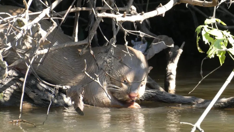 Primeira lontra leucística registrada em 2019 — Foto: Frank Gnaase/Arquivo Pessoal