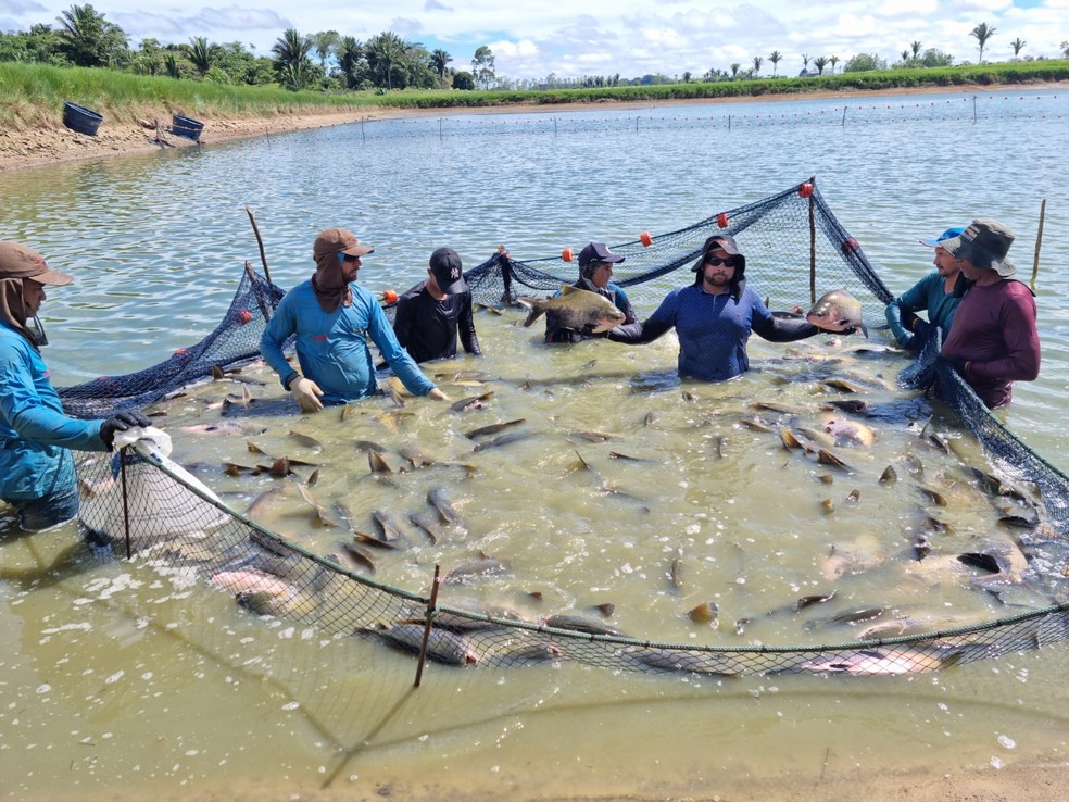 Produção de peixes é abundante em Rondônia, mas emperra na comercialização  - Engepesca - Redes para Aquicultura