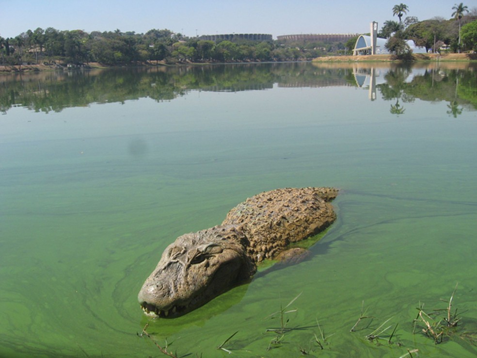 Os jacarés são uma espécie de celebridade na lagoa.  — Foto: Eugenio Moraes/Hoje em dia/AE