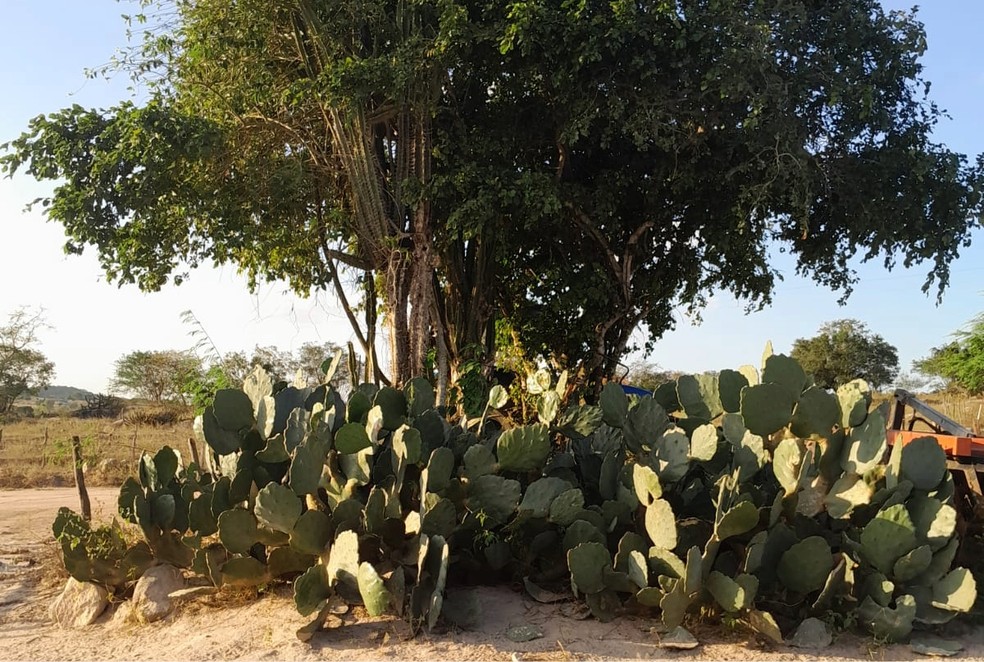 De acordo com a observação da sertaneja Elissandra, "só os cactos e as palmas sobrevivem no Sertão" — Foto: Arquivo pessoal