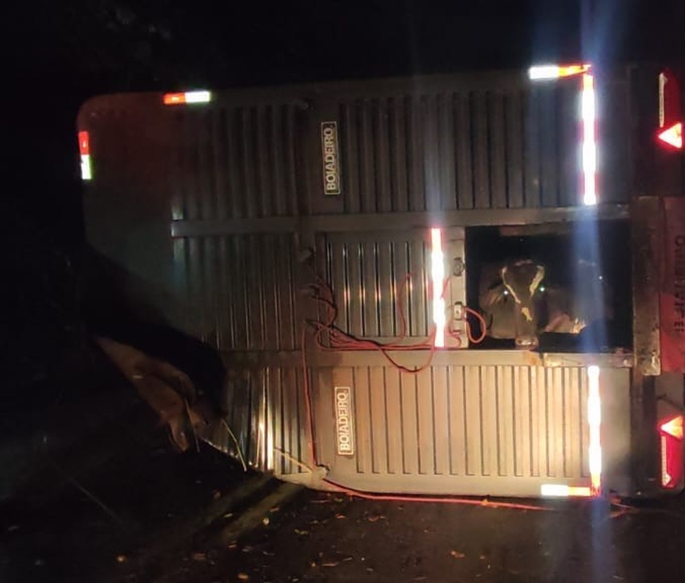 Motorista fica ferido e bois morrem em tombamento de carreta na BR-262 em Perdizes