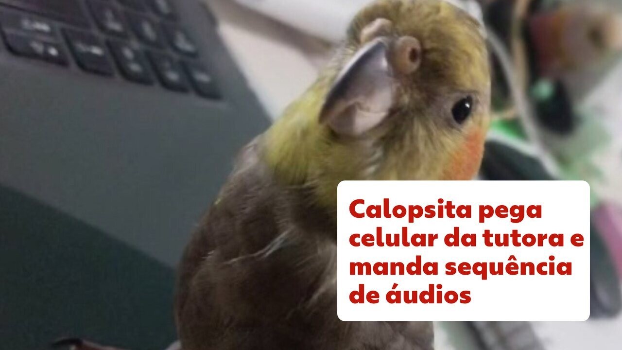 Calopsita envia áudios e foto pelo WhatsApp de tutora sem que ela perceba e vídeo viraliza