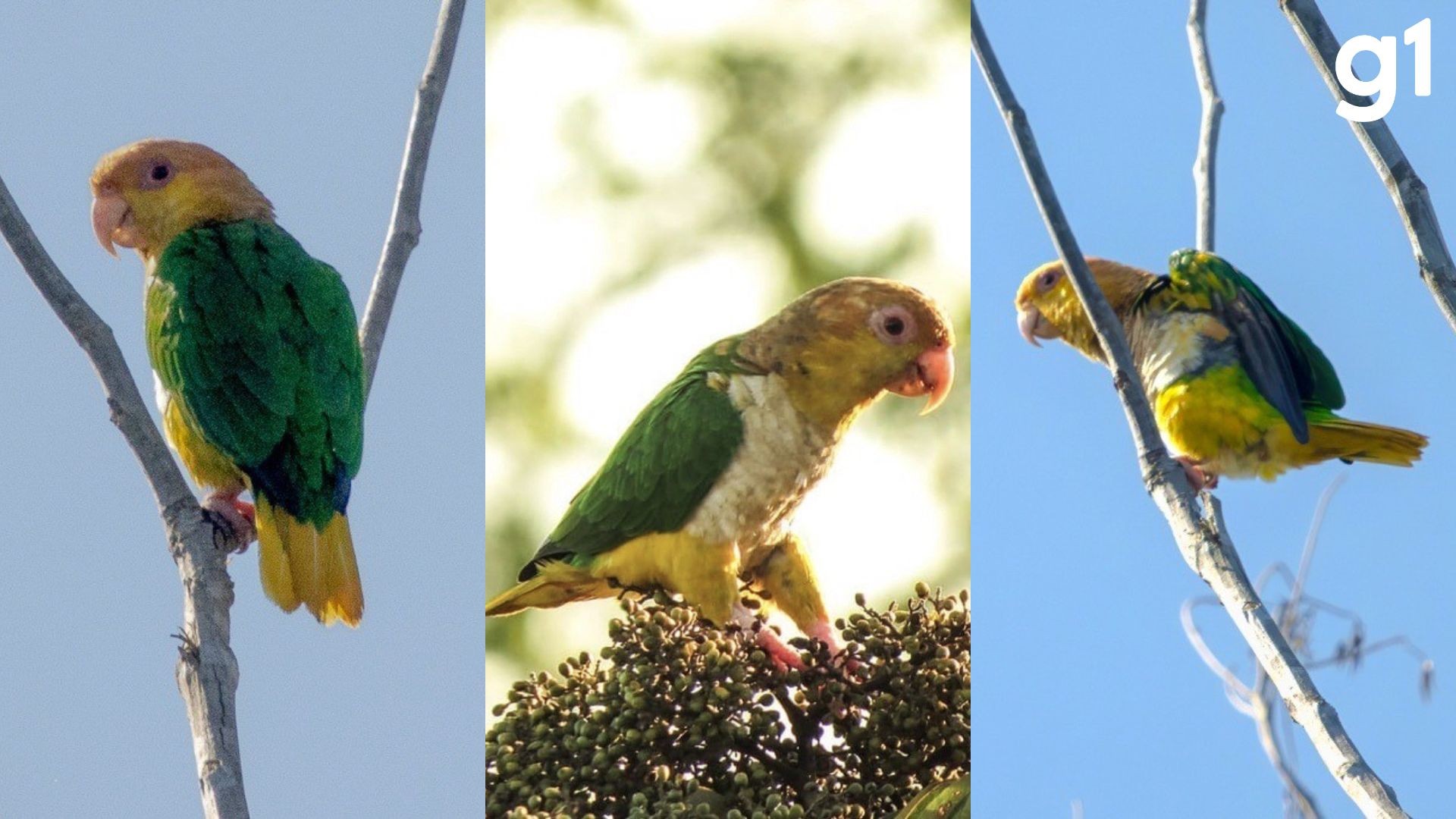 Ave rara e ameaçada de extinção é registrada em área de preservação em MT
