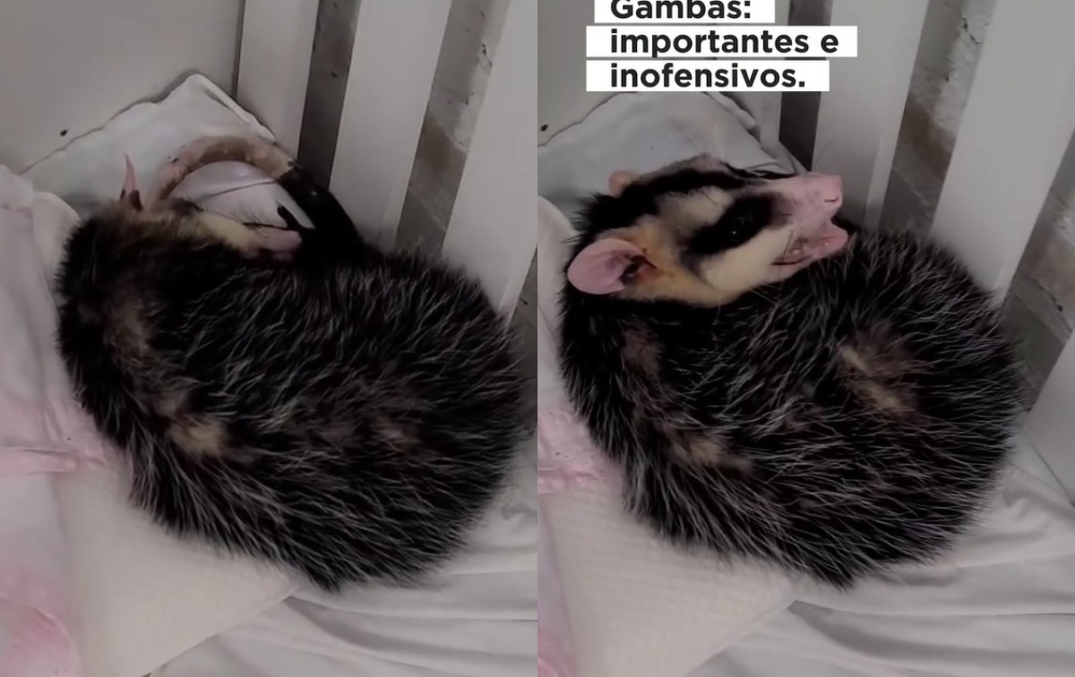 Gambá é flagrado dormindo 'encolhido' em berço de creche em SC; VÍDEO