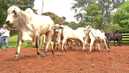 Número de exposições e palestras para pecuaristas vem crescendo em todo o Brasil