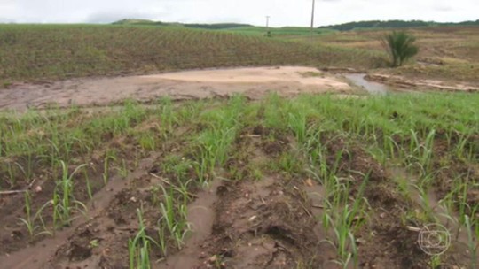 Chuvas destroem plantações e afetam a safra de cana - Programa: Jornal Nacional 
