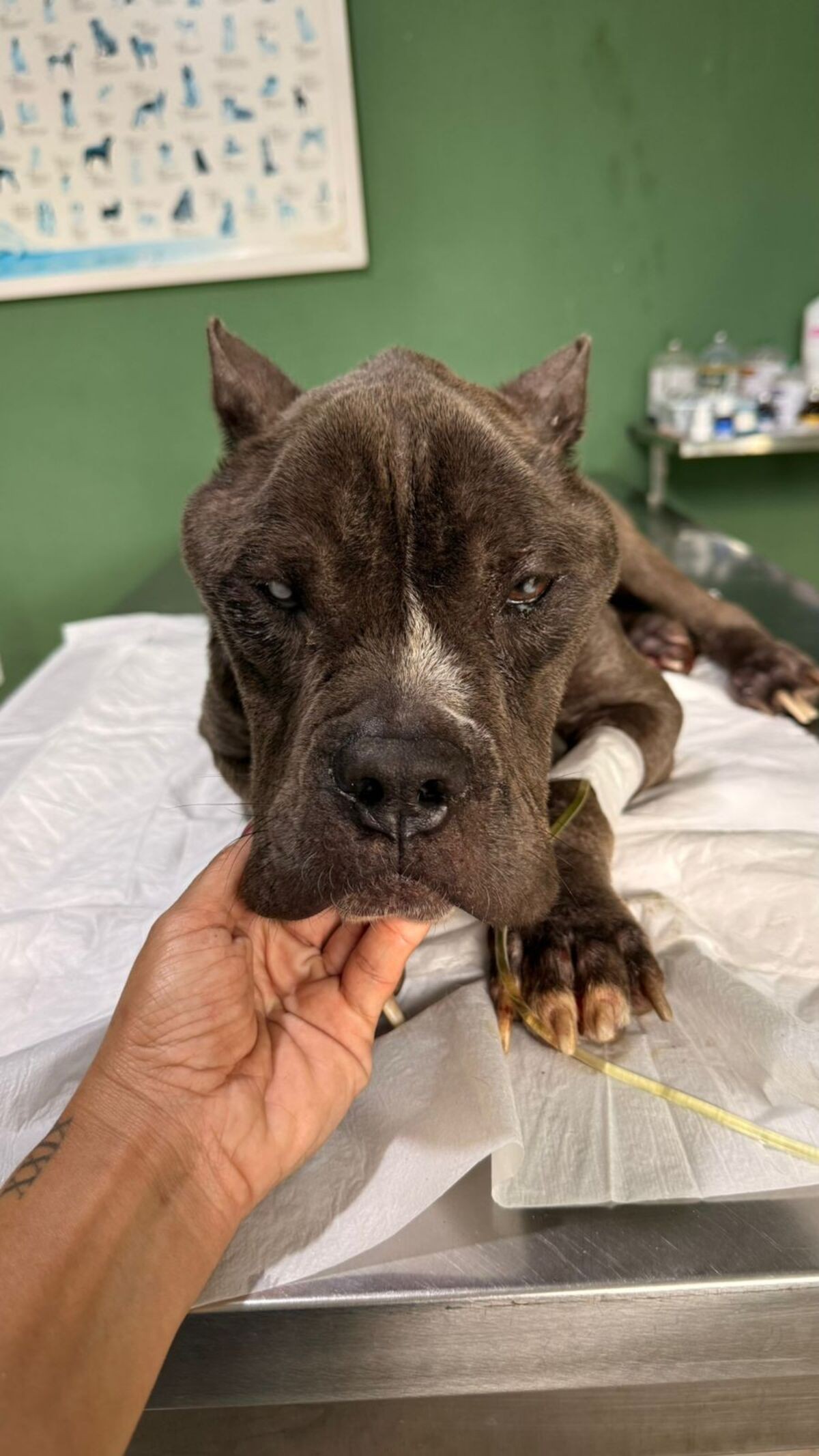 Cachorro com sinais de maus-tratos é resgatado em Volta Redonda 