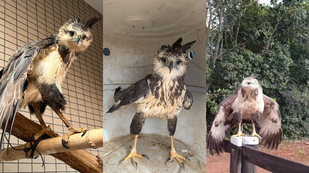 Águia-cinzenta resgatada com traumatismo craniano é devolvida à natureza após cinco meses de reabilitação; veja vídeo