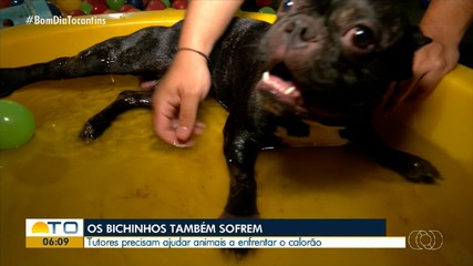 Tutores precisam ter cuidados com os pets durante período de calor