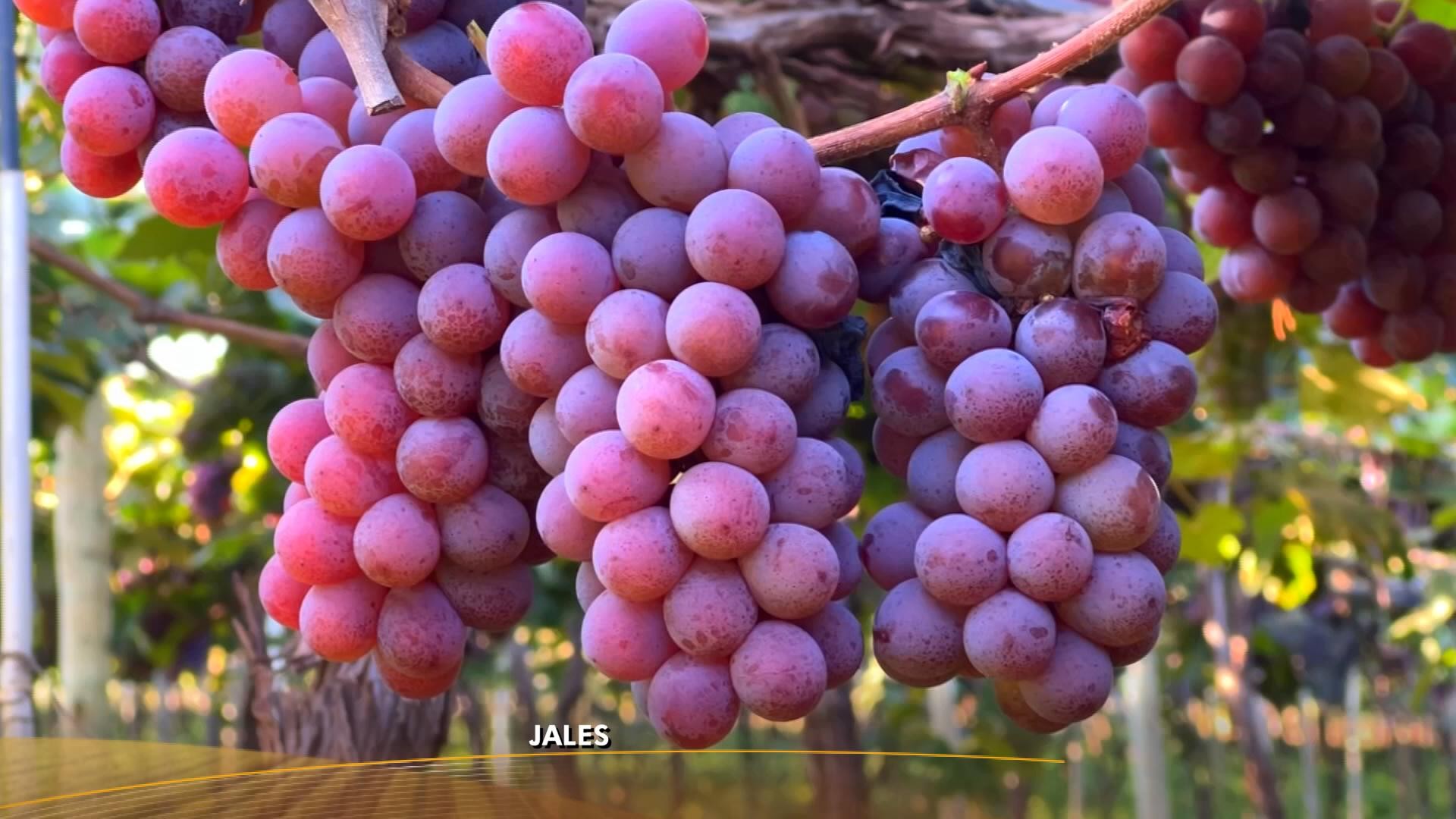 Preço da uva agrada produtores do noroeste paulista